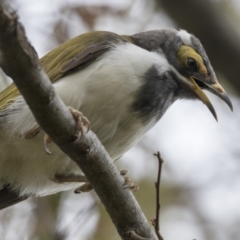 Entomyzon cyanotis (Blue-faced Honeyeater) at Harden, NSW - 27 Mar 2023 by AlisonMilton