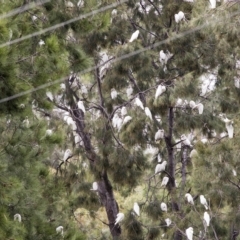 Cacatua sanguinea (Little Corella) at Boorowa, NSW - 27 Mar 2023 by AlisonMilton