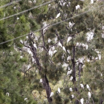 Cacatua sanguinea (Little Corella) at Boorowa, NSW - 27 Mar 2023 by AlisonMilton