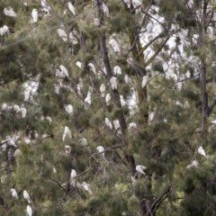 Cacatua sanguinea at Boorowa, NSW - 27 Mar 2023 01:50 PM