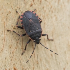 Notius depressus (Shield bug) at Harden, NSW - 27 Mar 2023 by AlisonMilton
