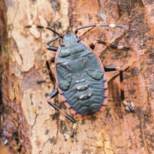 Notius depressus at Harden, NSW - 27 Mar 2023