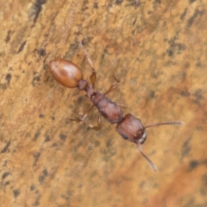 Podomyrma sp. (genus) at Harden, NSW - 27 Mar 2023 11:50 AM