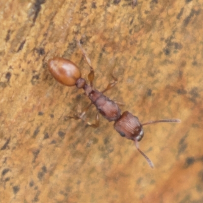 Podomyrma sp. (genus) (Muscleman Tree Ant) at Harden, NSW - 27 Mar 2023 by AlisonMilton