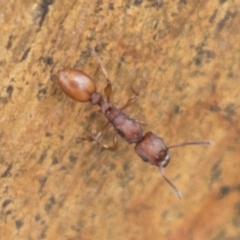 Podomyrma sp. (genus) (Muscleman Tree Ant) at Harden, NSW - 27 Mar 2023 by AlisonMilton