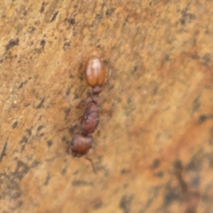 Podomyrma sp. (genus) at Harden, NSW - 27 Mar 2023 11:50 AM