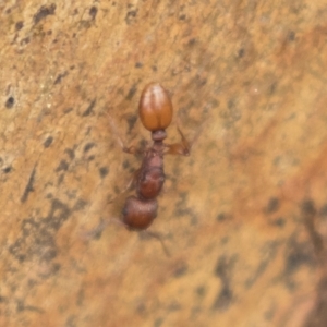 Podomyrma sp. (genus) at Harden, NSW - 27 Mar 2023 11:50 AM