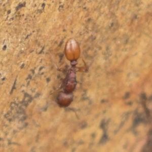 Podomyrma sp. (genus) at Harden, NSW - 27 Mar 2023