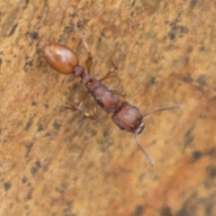 Podomyrma sp. (genus) at Harden, NSW - 27 Mar 2023