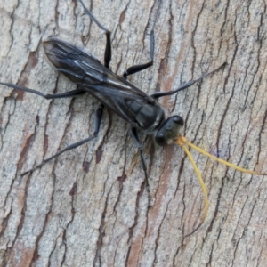 Fabriogenia sp. (genus) at Harden, NSW - 27 Mar 2023 10:50 AM