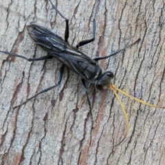 Fabriogenia sp. (genus) (Spider wasp) at Harden, NSW - 26 Mar 2023 by AlisonMilton
