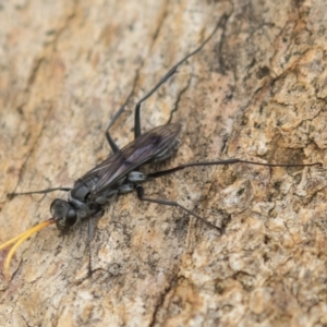 Fabriogenia sp. (genus) at Harden, NSW - 27 Mar 2023 10:50 AM