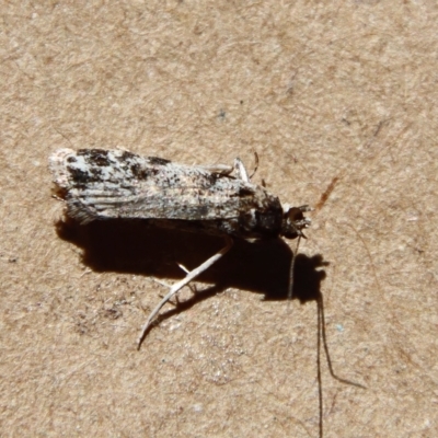 Scoparia chiasta at Moruya, NSW - 5 Apr 2023 by LisaH