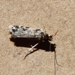 Unidentified Pyralid or Snout Moth (Pyralidae & Crambidae) at Moruya, NSW - 5 Apr 2023 by LisaH