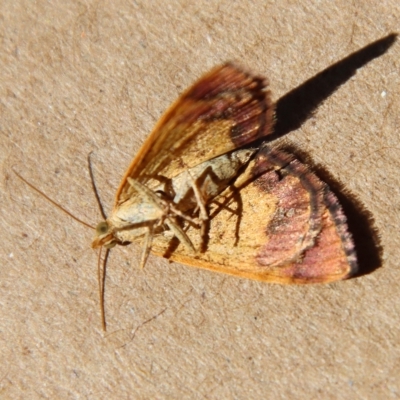 Chrysolarentia mecynata (Mecynata Carpet Moth) at Moruya, NSW - 5 Apr 2023 by LisaH