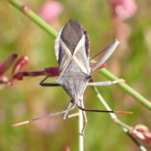 Mictis profana at Murrumbateman, NSW - 4 Apr 2023