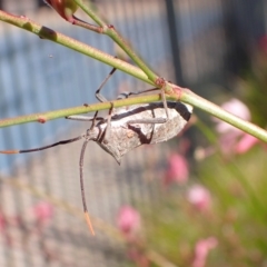 Mictis profana at Murrumbateman, NSW - 4 Apr 2023