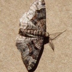 Unidentified Geometer moth (Geometridae) at Moruya, NSW - 5 Apr 2023 by LisaH