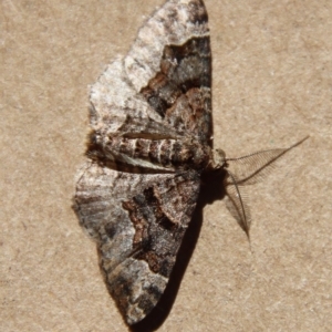 Epyaxa sodaliata at Moruya, NSW - suppressed