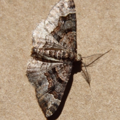 Unidentified Geometer moth (Geometridae) at Moruya, NSW - 5 Apr 2023 by LisaH