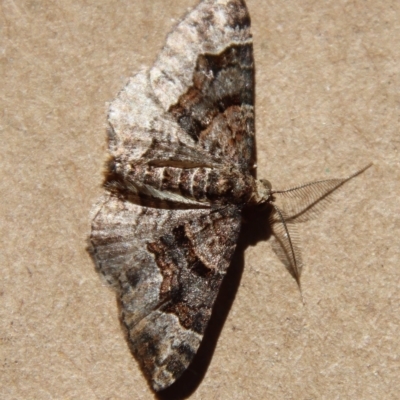 Epyaxa sodaliata (Sodaliata Moth, Clover Moth) at Moruya, NSW - 5 Apr 2023 by LisaH