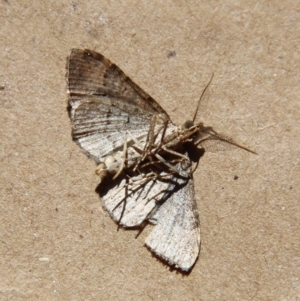 Epyaxa sodaliata at Moruya, NSW - suppressed