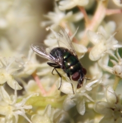 Calyptrate (subsection) (Unidentified house-flies, blow-flies and their allies) at Moruya, NSW - 5 Apr 2023 by LisaH