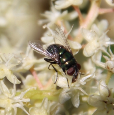 Unidentified True fly (Diptera) at Moruya, NSW - 5 Apr 2023 by LisaH