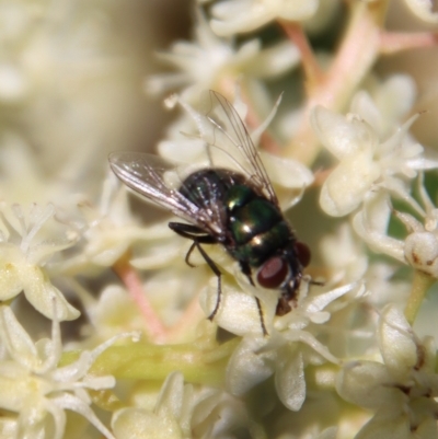 Calyptrate (subsection) (Unidentified house-flies, blow-flies and their allies) at Moruya, NSW - 5 Apr 2023 by LisaH