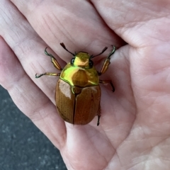 Anoplognathus brunnipennis (Green-tailed Christmas beetle) at Murrumbateman, NSW - 5 Apr 2023 by SimoneC