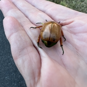 Anoplognathus brunnipennis at Murrumbateman, NSW - 5 Apr 2023