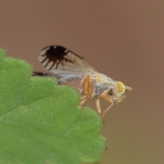 Trupanea (genus) (Fruit fly or seed fly) at Moruya, NSW - 5 Apr 2023 by LisaH