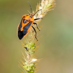 Agonoscelis rutila (Horehound bug) at Penrose - 27 Mar 2023 by Aussiegall