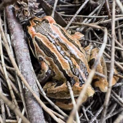 Limnodynastes peronii (Brown-striped Frog) at Michelago, NSW - 4 Feb 2023 by Illilanga