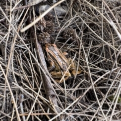 Limnodynastes peronii at Illilanga & Baroona - 4 Feb 2023