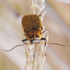 Aporocera (Aporocera) erosa (A leaf beetle) at Sth Tablelands Ecosystem Park - 4 Apr 2023 by Harrisi