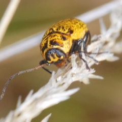 Aporocera (Aporocera) erosa at Molonglo Valley, ACT - 4 Apr 2023 12:12 PM