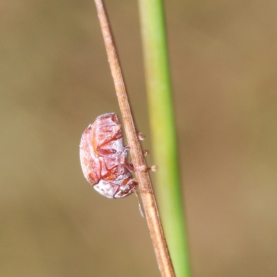 Elaphodes sp. (genus) (Leaf beetle) at Sth Tablelands Ecosystem Park - 4 Apr 2023 by Harrisi
