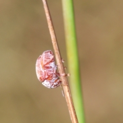 Elaphodes sp. (genus) (Leaf beetle) at Sth Tablelands Ecosystem Park - 4 Apr 2023 by Harrisi