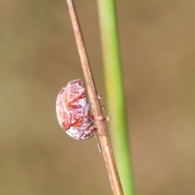 Elaphodes sp. (genus) (Leaf beetle) at Molonglo Valley, ACT - 4 Apr 2023 by Harrisi