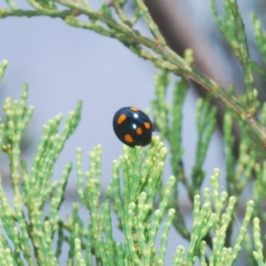 Orcus australasiae at Greenway, ACT - 5 Apr 2023