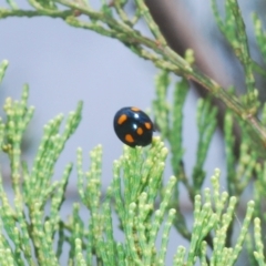 Orcus australasiae (Orange-spotted Ladybird) at Pine Island to Point Hut - 5 Apr 2023 by Harrisi