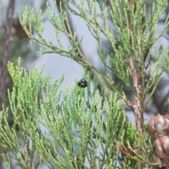 Orcus australasiae at Greenway, ACT - 5 Apr 2023