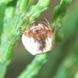 Phoroncidia sextuberculata at Greenway, ACT - 5 Apr 2023