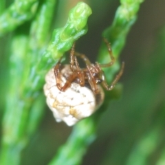 Phoroncidia sextuberculata at Greenway, ACT - 5 Apr 2023