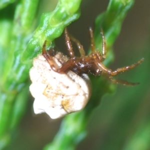 Phoroncidia sextuberculata at Greenway, ACT - 5 Apr 2023 01:45 PM