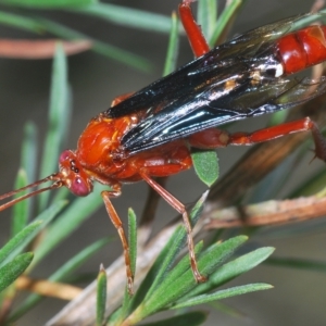 Lissopimpla excelsa at Greenway, ACT - 5 Apr 2023