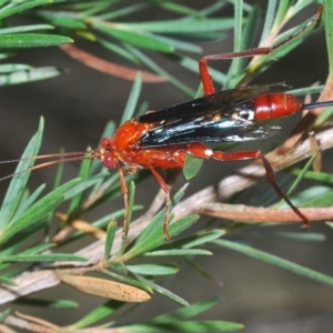 Lissopimpla excelsa at Greenway, ACT - 5 Apr 2023