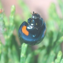 Orcus bilunulatus (Ladybird beetle) at Greenway, ACT - 5 Apr 2023 by Harrisi