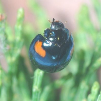 Orcus bilunulatus (Ladybird beetle) at Pine Island to Point Hut - 5 Apr 2023 by Harrisi